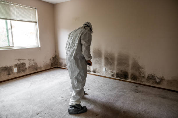 Best Commercial Mold Remediation in Marana, AZ